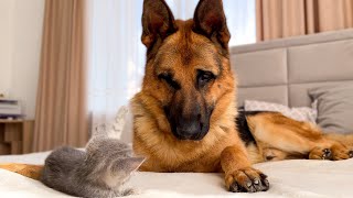 German Shepherd Attacked by Baby Kitten [upl. by Doehne356]