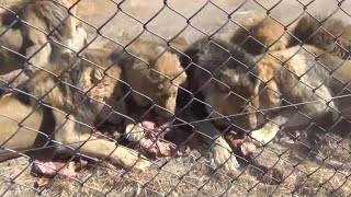 2013  🇿🇼 The Sizzling 6er Lion feeding Antelope Park Zimbabwe [upl. by Eirot]