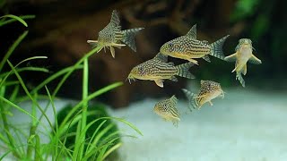 16 Jenis Corydoras Si Lele Imut Yang Paling Populer Buat Aquascapemu [upl. by Alberta]