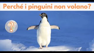 Perché i pinguini non volano [upl. by Dahl]