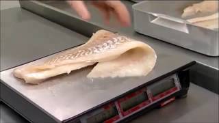 Filleting fish for Fish and Chip shops [upl. by Gabbie]