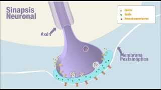 Propagación del impulso nervioso [upl. by Ricoriki]