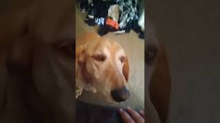 Stop petting you dog and see their reaction goldenretriever goldenpup pawpaws happy happypuppy [upl. by Marcelle]