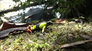 Barons Mantella Mantella baroni Habitat and Specimens [upl. by Jenelle868]