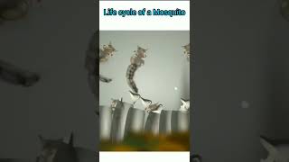 Life cycle of mosquito 🦟 😪 shots sciencefacts biology shortsfeed scienceexperiment [upl. by Edyaj]