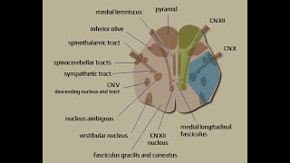 Syndromes Audio [upl. by Lamdin786]