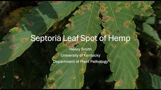 Septoria Leaf Spot of Hemp [upl. by Eerak164]