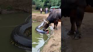 This video is absolutely beyond belief the buffalo actually ate half a python youtubeshorts [upl. by Neerac875]