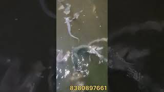 singhi fish farming shorts shortvideo fishing fish [upl. by Zuliram176]