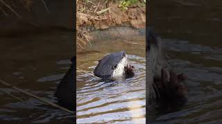 Cape Clawless Otter MalaMala Game Reserve in South Africa wildlife animalshorts africa otter [upl. by Naic]