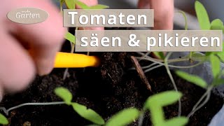 Tomaten säen und pikieren  MDR [upl. by Hanad386]