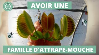 Comment diviser et rempoter une Plante Carnivore Dionée muscipula  🌱 [upl. by Nive]