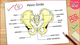 How to Draw Pelvic Girdle Labelled diagram  Pelvis bone drawing easy  CBSE [upl. by Lodnar980]