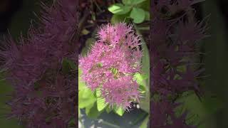 Hylotelephium spectabile crassulaceae KoreaChinanative stonecrop iceplant butterflystonecrop [upl. by Lipscomb]