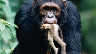 Monkey Hunting of Chimpanzees [upl. by Scrope]