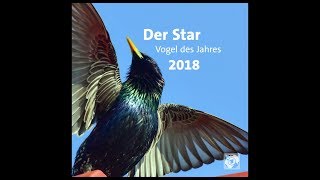 Star  Vogel des Jahres [upl. by Moneta]