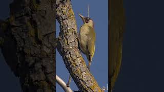 LE CHANT DU PIC VERT  GREEN WOODPECKER SINGING [upl. by Licastro]