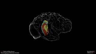 Evolutionary change in hippocampus and brain structure shown from human back to mouse [upl. by Susie]