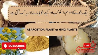 Heeng ہینگ لگانے کا موسم ، اسکو کب اور کیسے لگایا جائے اور یہ کب اُگتی ہےASAFOETIDA PLANT in Pak [upl. by Aelegna]