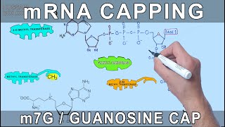 mRNA Capping through Molecular Structures [upl. by Emlyn141]