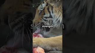 Tiger Bite Force Natures Powerhouse [upl. by Rivera]