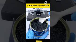 Caviar Under The Microscope thistechnology facts shoets microscope mrbeast funny shortsfeed [upl. by Nairot]