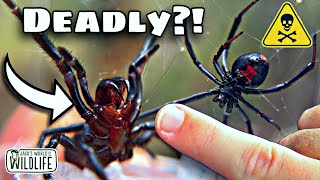 The TOP 3 AUSTRALIAN SPIDER BITES To Worry About [upl. by Kwarteng]