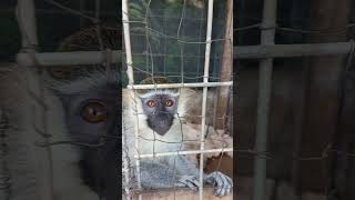 Vervet monkey in Africa [upl. by Anisamoht]