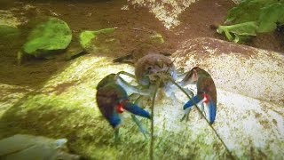 Common Yabby Crayfish Crawfish Yabby Farming Yabbying Australia  Short Documentary [upl. by Jyoti251]