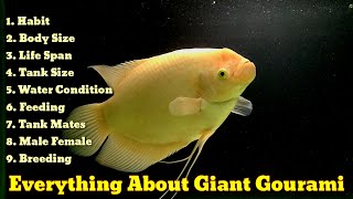 Everything About Giant Gourami  Giant Gourami Care Guide [upl. by Karilynn569]