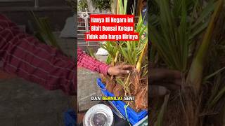 Penjual Tombong Kelapa shorts faktaunik coconut tombong kelapa [upl. by Norbel]