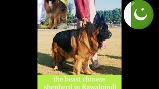 All breeds dog show in rawalpindi 17112019 [upl. by Riocard]