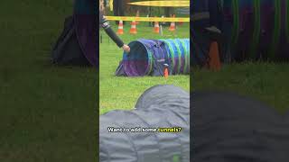 DIY Dog Agility Course Keep Your Pup Active 🐕 dogs dogshorts dogtraining dogtrainingtips [upl. by Dela751]