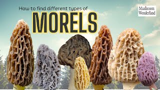 How to find many types of Morel Mushrooms [upl. by June474]