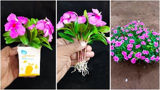 Discover the beauty periwinkle flower  How to grow periwinkle flower tree from cutting [upl. by Docia]