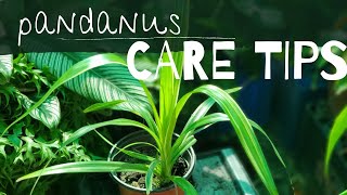 PANDANUS  How I care for Pandanus  Pandanus Care Tips [upl. by Elleraj635]