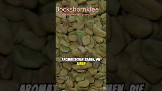 Bockshornklee [upl. by Still]