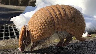 Cutest Three Banded Armadillo Plays With Human [upl. by Oirogerg791]