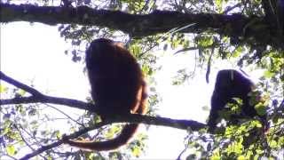 Alouatta guariba clamitans  Brown Howler Monkey  BugioGuariba [upl. by Eire446]