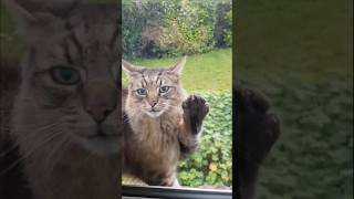 Let me in Fenton 😸 cat [upl. by Welles85]