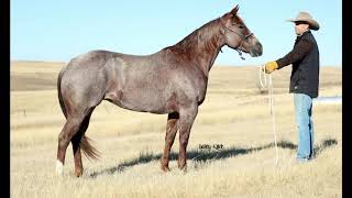 BHSS Horse Sale 2024 [upl. by Callery]