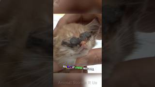 Kitten Overcomes Bilateral Anophthalmia to See Mother Again 🐱👀❤️cat catrescue catshorts [upl. by Lasorella579]