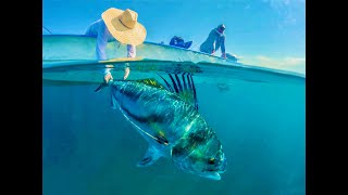 BAJA FLYFISHING ROOSTERFISH DORADO MARLIN in the Sea of Cortes [upl. by Latoniah]