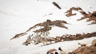 DIA 6 Y DIA 7 ARREANDO POR LAS CORDILLERAS DE LOS ANDES CRUZANDO POR LA NIEVE PARA LLEGAR AL CAMPO V [upl. by Jara701]