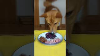 Basenji Boy Table manners basenji funny shorts [upl. by Kerrison]