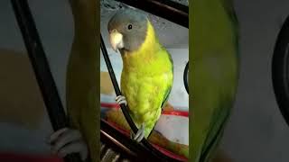 plum headed parrot speak  talking parrot  sweet voice  natural talking [upl. by Geraint107]