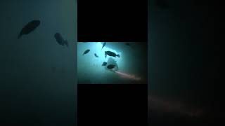 CANNONS IN A CAVE l Archaeology diving scubadiving underwaterarchaeology history [upl. by Calypso]