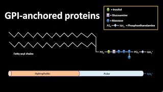 GPI anchored proteins  CSIR NET LS JRF  GATE csir gate [upl. by Idleman166]