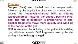 Agarose gel Electrophoresis by DrSRadha Assistant Professor of Microbiology [upl. by Namwen]