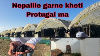 Portugal ma Nepali kheti garne thau ghumna jadai Portugal tour 2024 [upl. by Annabel]